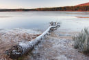 09-9447 A Frozen Loch Morlich and Fallen Tree in Winter Cairngorms Scotland